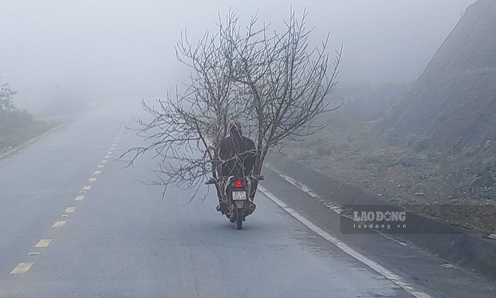 Một cành đào mốc được người dân bán với giá từ 500 nghìn đến 1 triệu đồng. Có cành lên đến 2 triệu đồng, cành đào to, đẹp được phát giá từ 2-3 triệu đồng. Ảnh: Văn Thành Chương