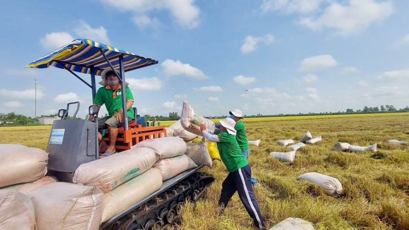 Giá lúa gạo hôm nay ngày 16/1: Biến động trái chiều giữa lúa và gạo