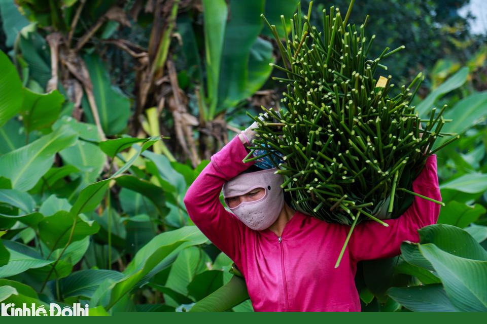 Ngoài phục vụ dịp Tết Nguyên đán, hiện nay lá dong được sử dụng quanh năm khi nhu cầu của người dân ngày càng cao. 