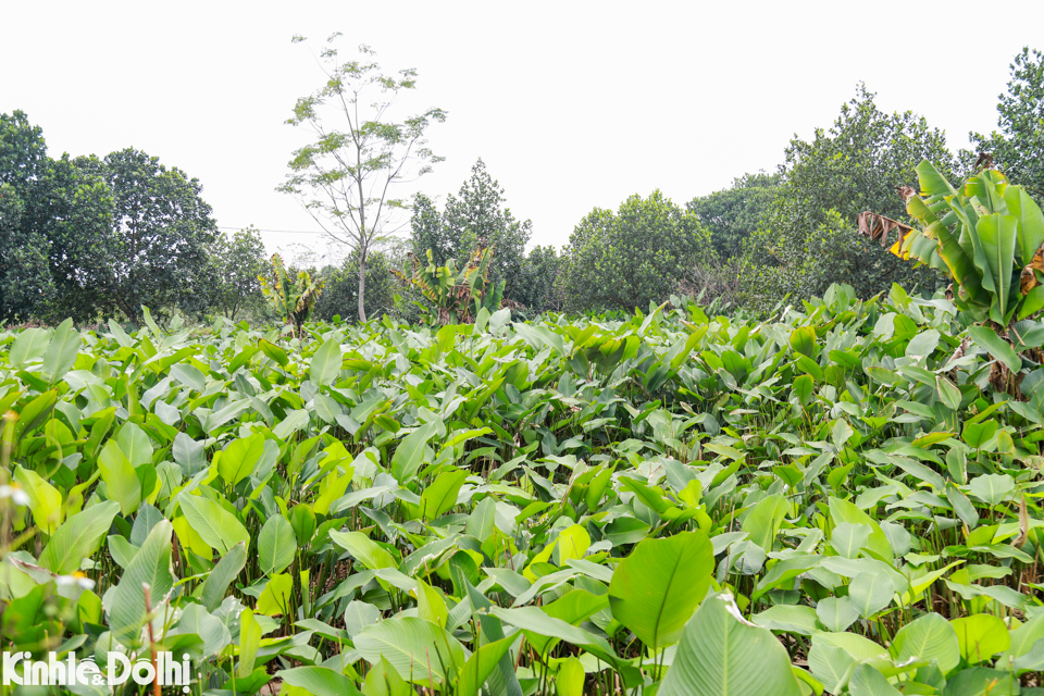 Cứ đến những ngày cuối năm Âm lịch, thủ phủ lá dong ở khu vực Bắc Bộ tại thôn Tràng Cát, xã Kim An (Thanh Oai, Hà Nội) hối hả vào mùa thu hoạch.