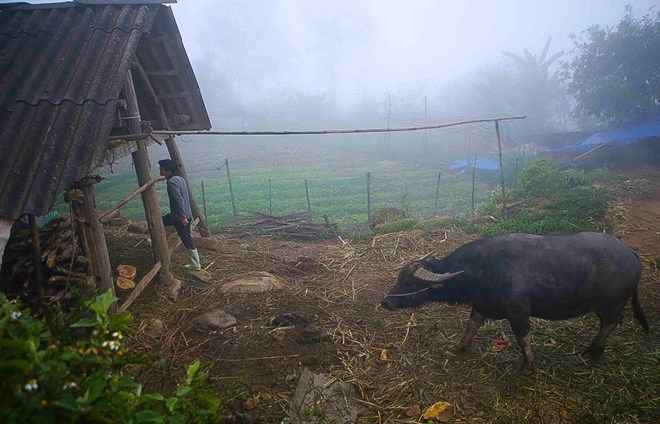 Không khí lạnh siêu mạnh gây chết hàng trăm con gia súc