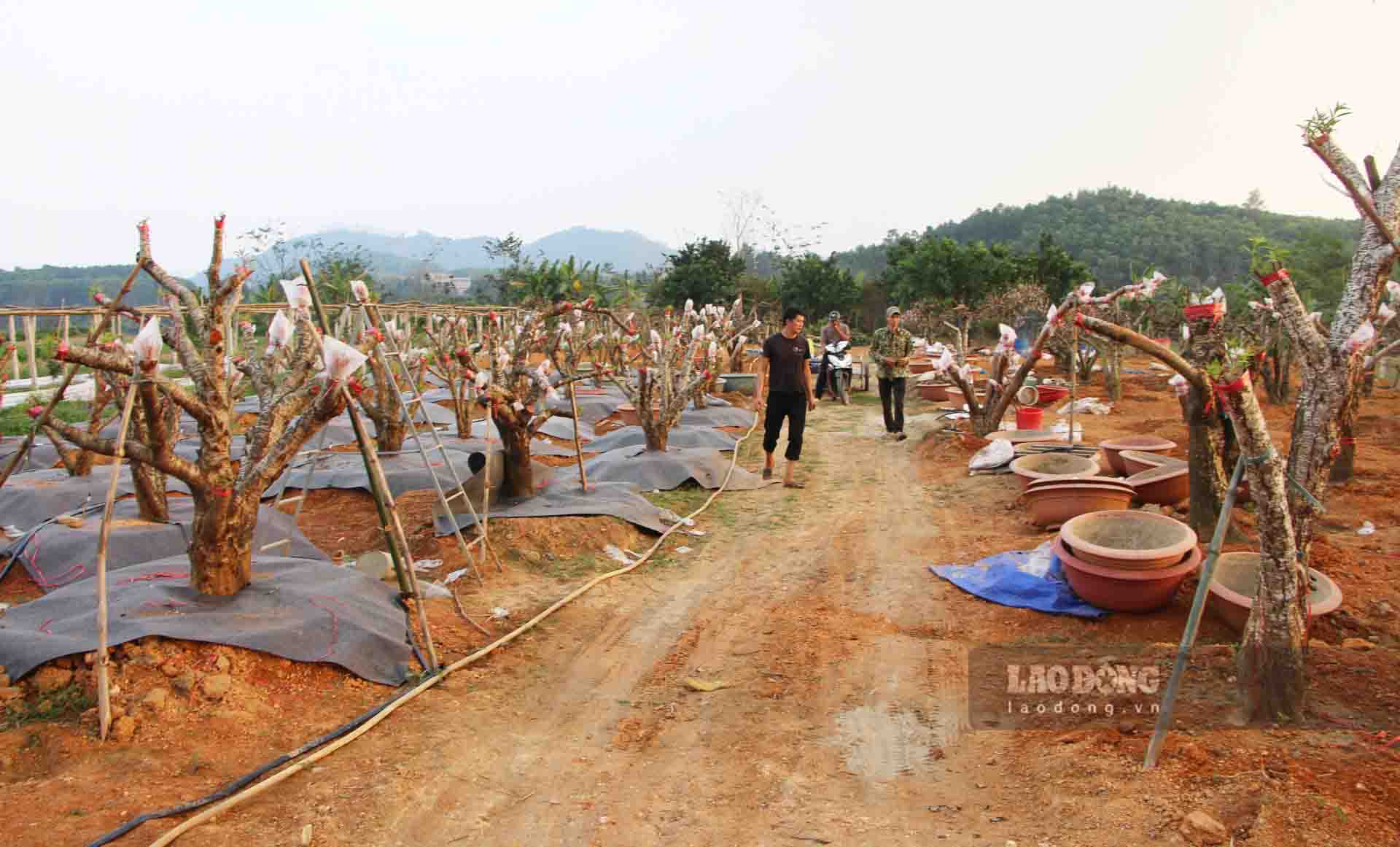 Mùng 10 tháng Giêng âm lịch, làng đào nông Tiến lại tất bật người đến nhưng không phải là để mua cây mà là chở đào đã cho thuê từ trước Tết trở lại vườn để tiếp tục chăm sóc cho vụ mới.