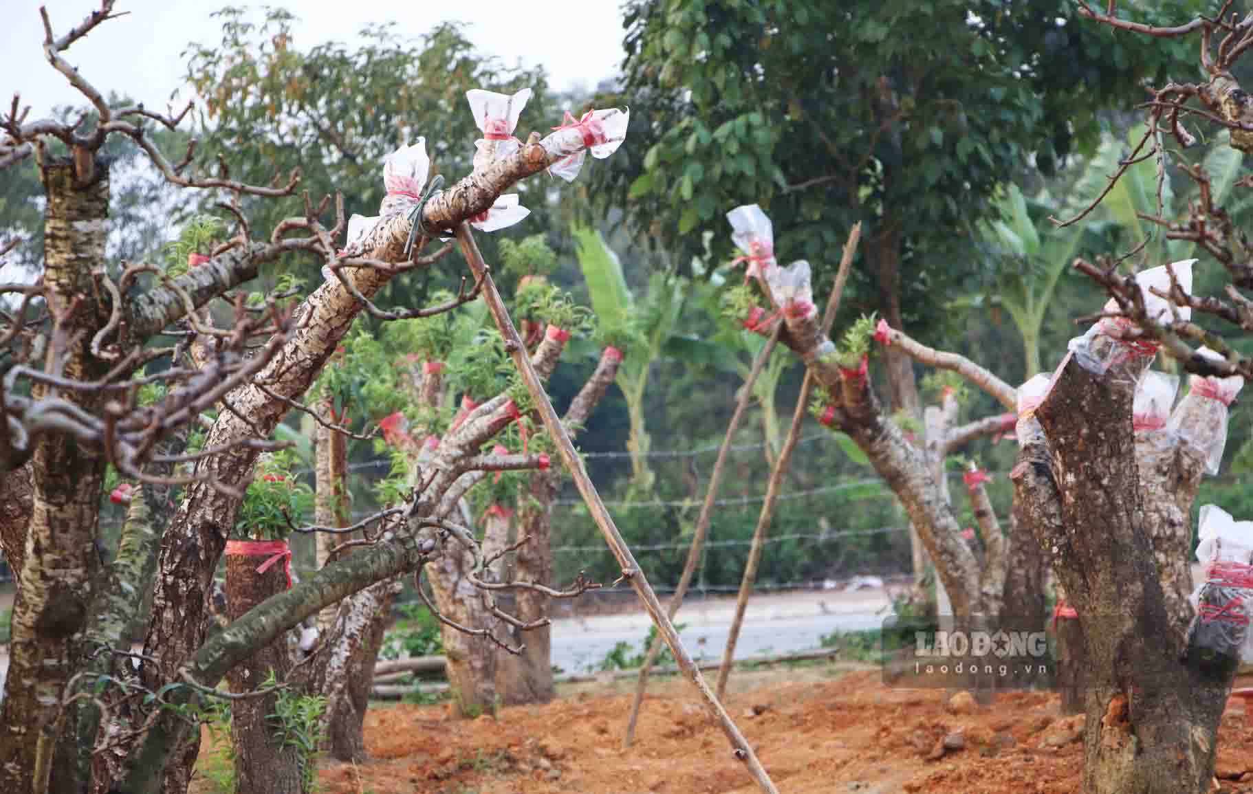 Những cây đào trơ trụi lá sau khi đã được cắt tỉa.