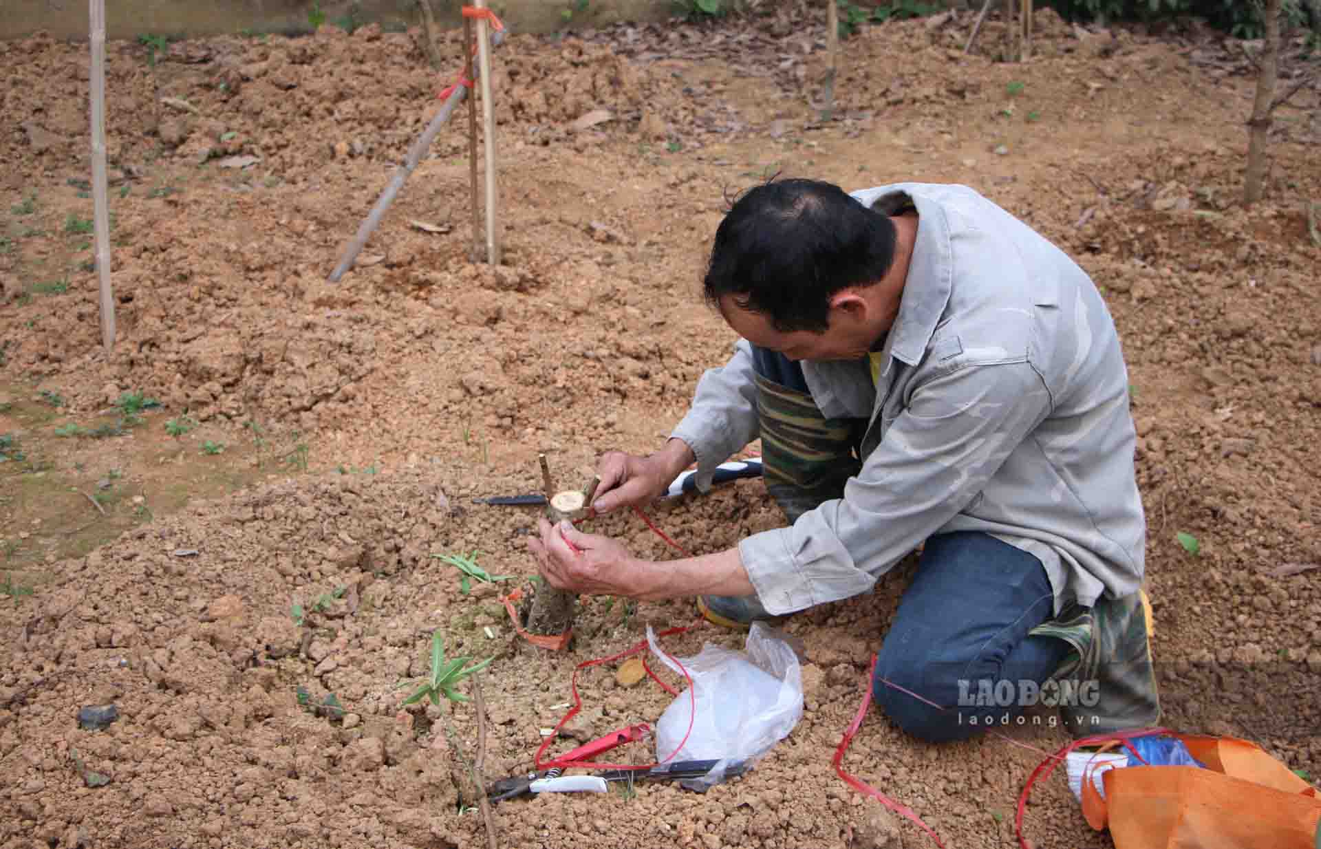 Với những nhà vườn chuyên trồng để cắt đào cành thì cũng bắt tay vào việc ghép mắt.