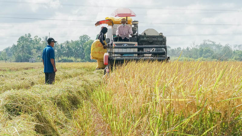 Ông Lâm Văn Hùng ở xã Đại Tâm (Mỹ Xuyên, Sóc Trăng) cho hay ông tham gia trồng lúa giống xác nhận dòng ST24, ST25 trên 10 năm nay, giá lúa luôn được doanh nghiệp thu mua cao hơn thị trường từ 1.000 - 1.500 đồng/kg, còn được hỗ trợ chi phí vận chuyển đến nhà máy. Nhờ vậy đời sống cũng được cải thiện.