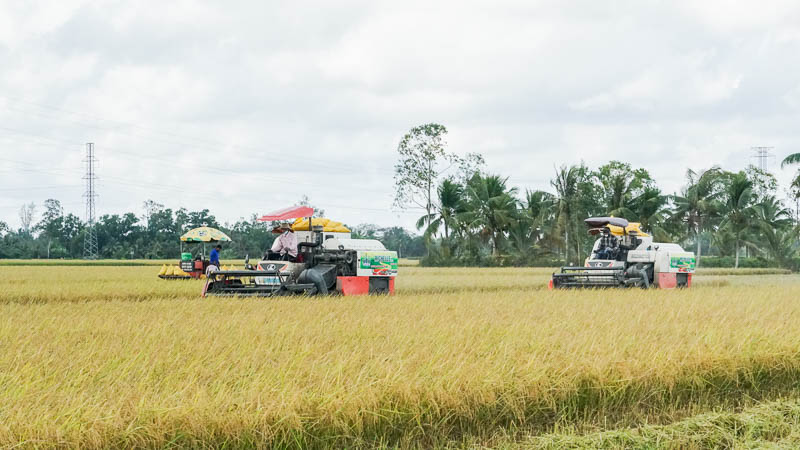 Ông Hứa Thành Nghĩa - Tổ trưởng Tổ hợp tác nông nghiệp Đại Ân cho biết đầu vụ doanh nghiệp sẽ đưa giống ST24, ST25 xuống cho nông dân sau đó sẽ tiến hành gieo cấy bằng máy. Trong quá trình canh tác lúa sẽ được khử lẫn 4 lần nhầm cắt đứt những cây lúa lẫn từ vụ trước. Đến ngày thu hoạch doanh nghiệp sẽ căn cứ trên ngày cấy trước đó rồi thông báo cho người dân thu hoạch lúa. “Gạo ST24, ST25 liên tiếp được vinh danh là gạo ngon nhất thế giới, vì vậy chúng tôi những người canh tác lúa giống cấp xác nhận vô cùng phấn khởi khi góp sức vào việc nhân rộng giống lúa này“, ông Nghĩa nói.