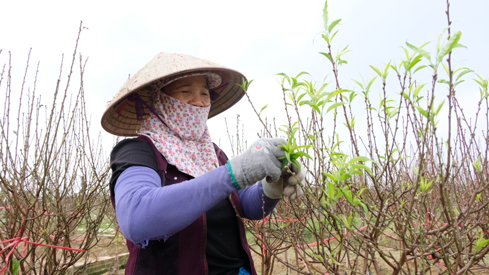 Chăm sóc hoa đào tại xã Kim Hoa (huyện Mê Linh).