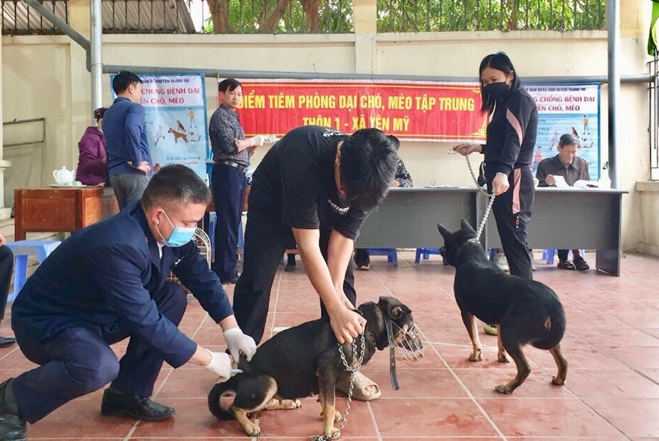 Tiêm vaccine phòng bệnh Dại trên đàn chó tại huyện Thanh Trì (TP Hà Nội).