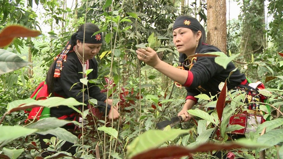 Nghề thuốc Nam của đồng bào dân tộc Dao tại huyện Ba Vì, TP Hà Nội.