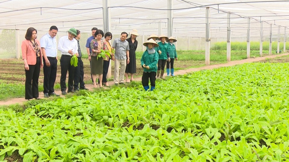 Nhiều mô hình sản xuất nông nghiệp ở huyện Thường Tín tạo việc làm và tăng nguồn thu nhập cho lao động