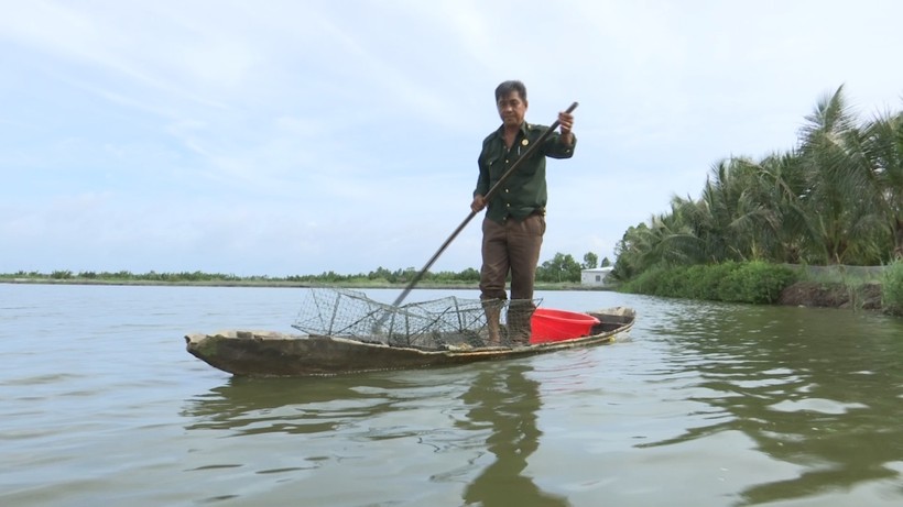 Nuôi cua tôm kết hợp trong vuông là một trong những mô hình kinh tế phổ biến tại Cà Mau