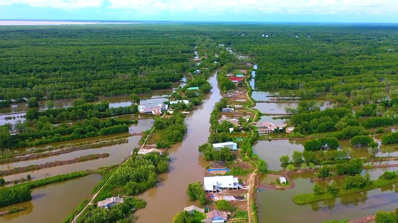 Năm Căn và Ngọc Hiển là 2 huyện có diện tích tôm rừng lớn nhất tỉnh Cà Mau. Ảnh: TG