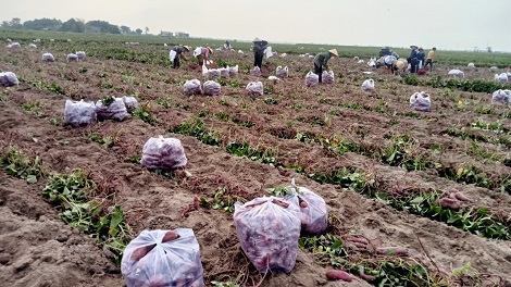 Còn hơn 1.600ha khoai lang thời kỳ thu hoạch đang chờ được thu mua. Ảnh: Thanh Tuấn