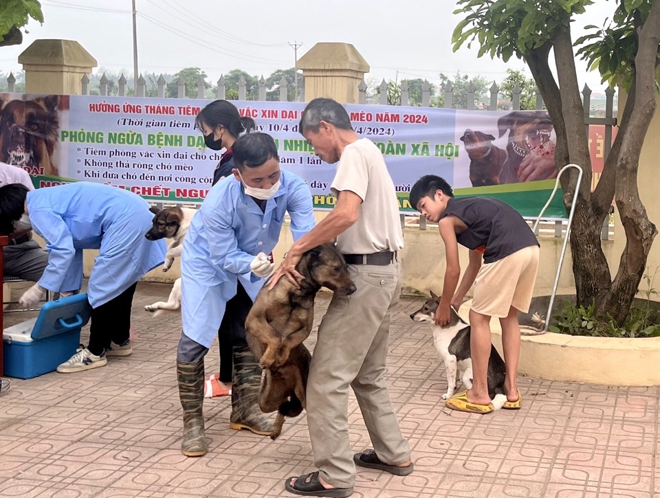 Bệnh dại trên chó, mèo có khả năng gây chết người khi bị lây nhiễm nếu không được phát hiện, xử lý kịp thời.