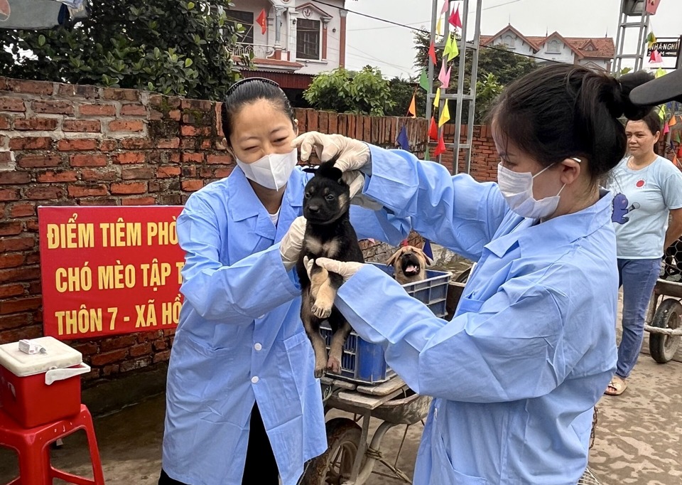 Tiêm vaccine phòng bệnh dại cho đàn chó, mèo tại xã Hồng Kỳ (huyện Sóc Sơn, TP Hà Nội).