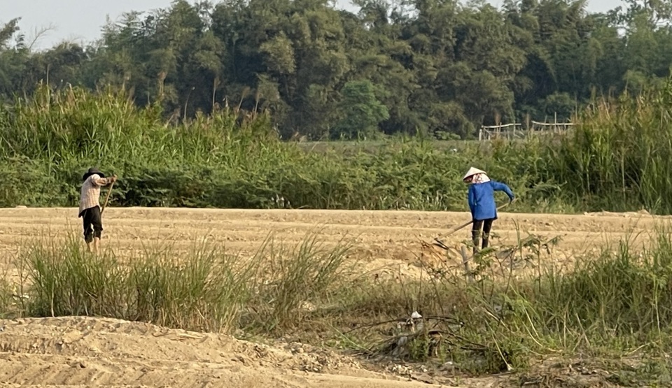 Cơ giới hóa trong sản xuất nông nghiệp tại tỉnh Quảng Ngãi trong một số khâu còn ở mức thấp.