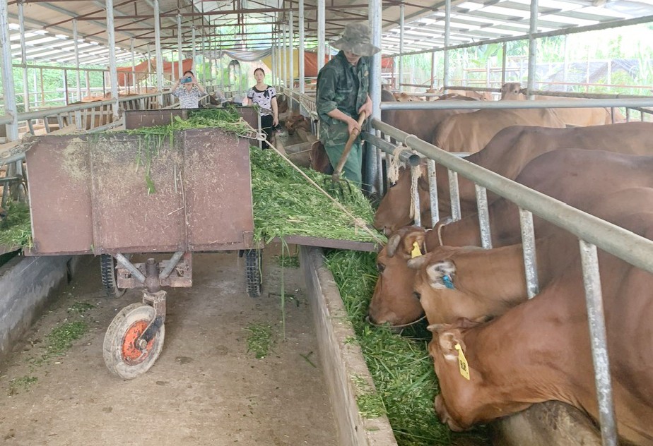 Lào Cai: Xây dựng vùng an toàn dịch bệnh, nâng cao giá trị sản phẩm