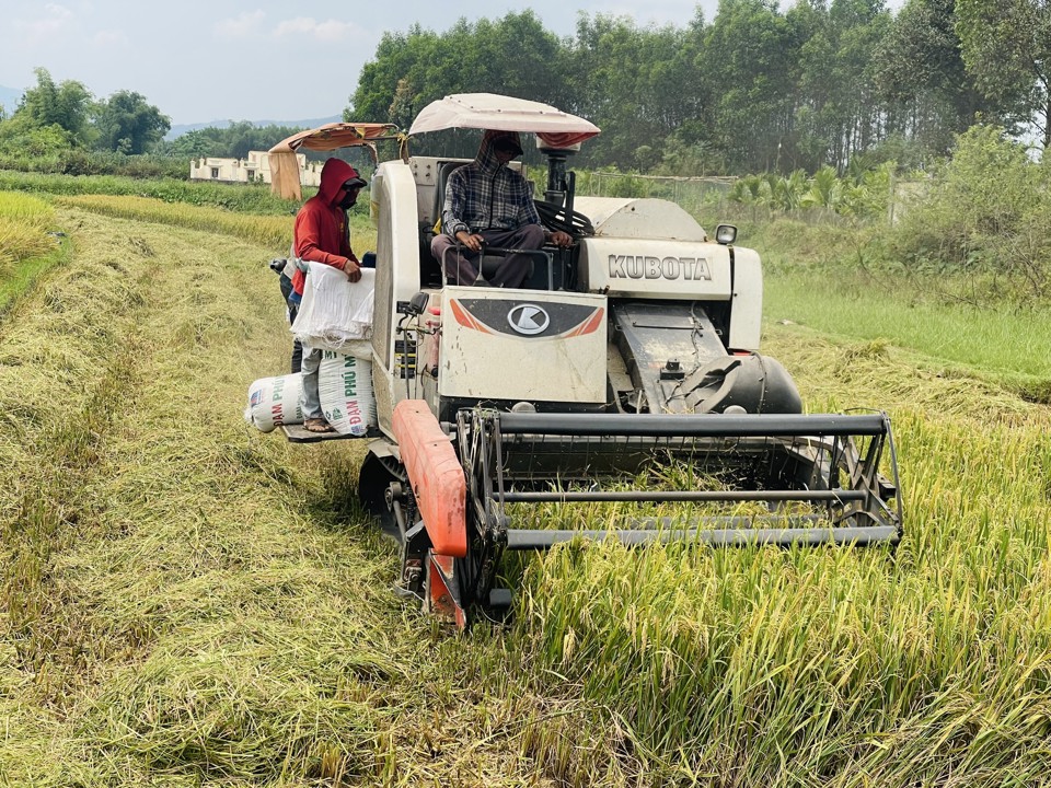 Toàn tỉnh Quảng Ngãi có chưa tới 1.000 máy gặt đập liên hợp.