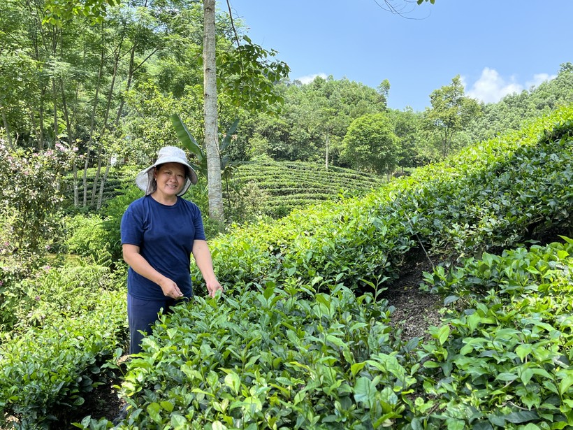 Chị Đặng Thị Xuân ở xóm Ngọc Mỹ, xã Liên Minh, huyện Võ Nhai (Thái Nguyên) là một trong những gia đình được hưởng lợi từ các chính sách thuộc Chương trình MTQG về Giảm nghèo bền vững.