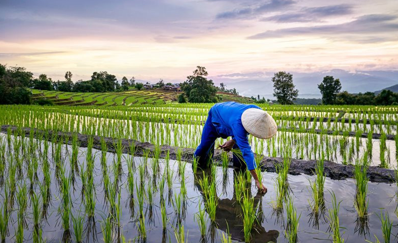 Giá lúa gạo hôm nay 21/6/2024: Giá lúa giảm mạnh, giá gạo biến động trái chiều. Ảnh minh họa.