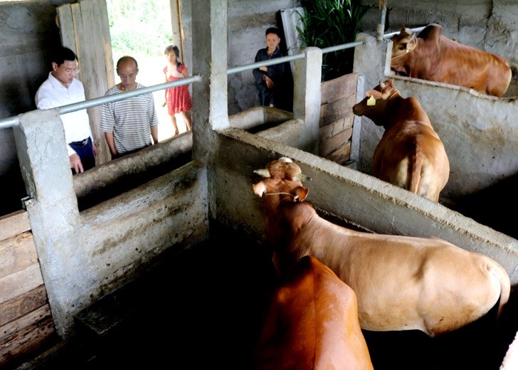 Mô hình nuôi bò liên kết của người dân xã Yên Định (Bắc Mê). Ảnh: Hoàng Tuyến