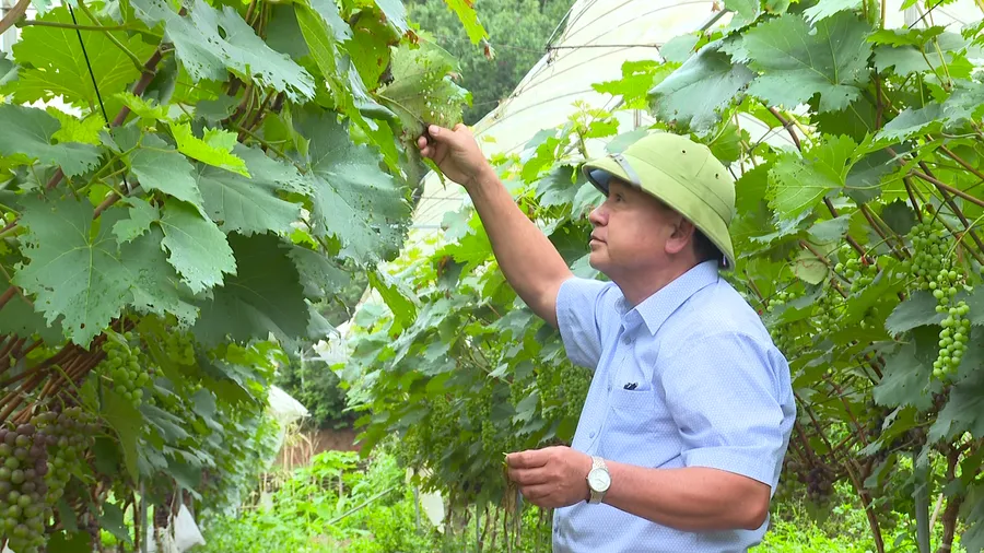 Ông Cà Hải Biên chăm sóc vườn nho Hạ đen.