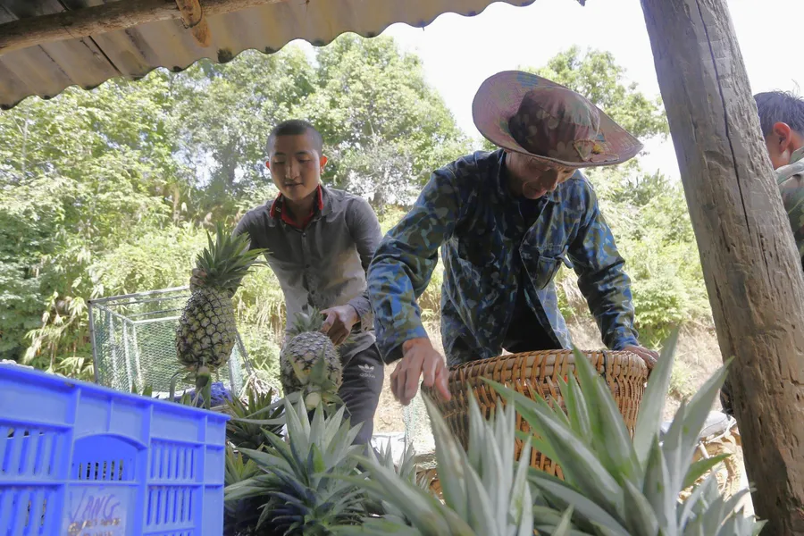 Nhiều hộ dân bản Pu Lau, xã Mường Nhà, huyện Điện Biên (Điện Biên) thoát nghèo nhờ trồng dứa mật.