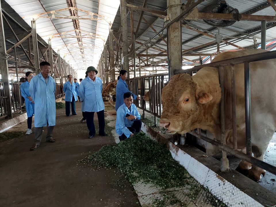 Tổng đàn bò cả nước hiện nay là  6,23 triệu, hàng ngày thải ra môi trường một lượng lớn chất thải.