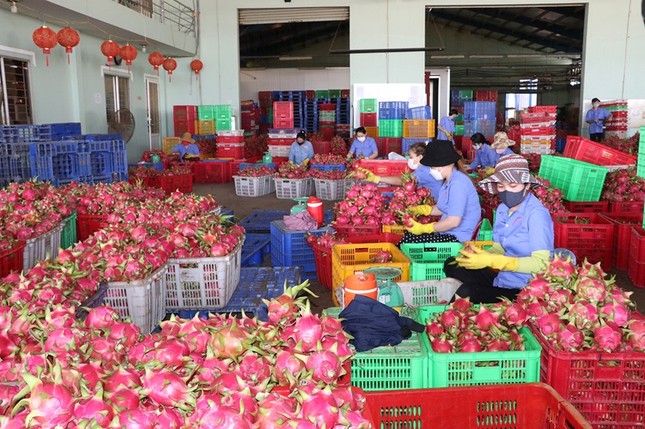 Lý do EU tăng tần suất kiểm tra với nông sản Việt Nam- Ảnh 1.