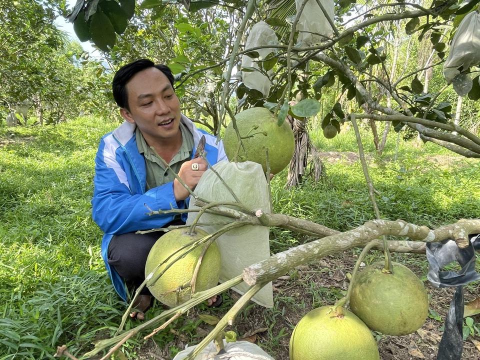 Ông Nguyễn Đức Hiền- cán bộ trồng trọt của HTX Nông nghiệp xã Hành Nhân.