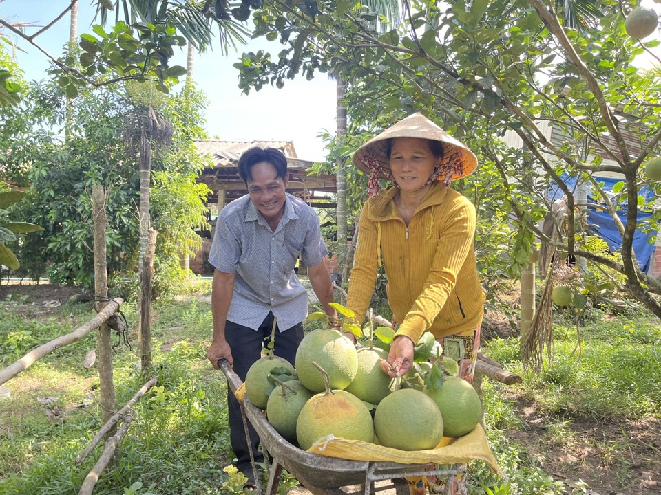 Gia đình ông Nguyễn Tấn Việt thu hoạch bưởi da xanh VietGAP.