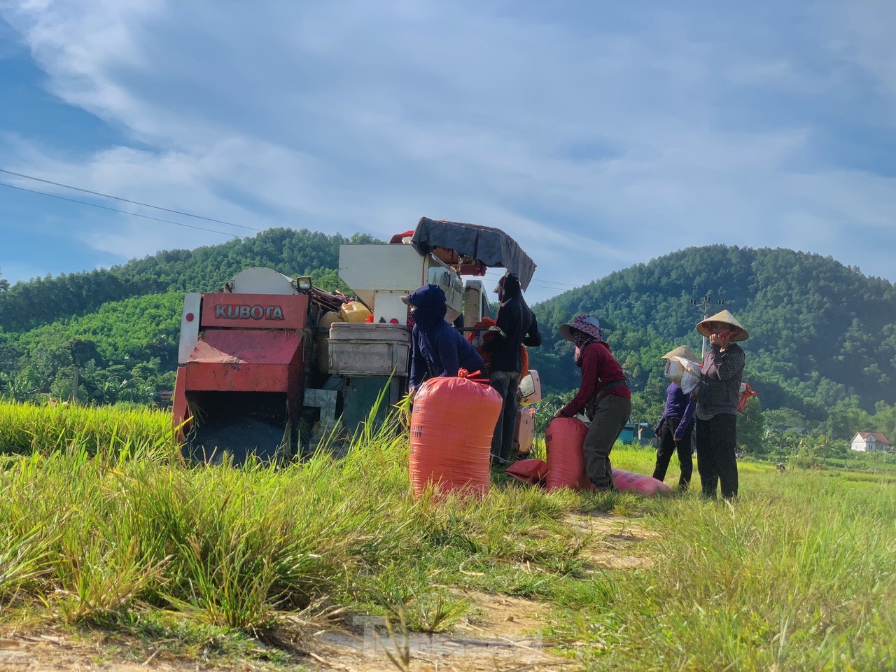 Lo ngại cơn bão số 3, nông dân hối hả gặt dù lúa chín chưa tới- Ảnh 10.