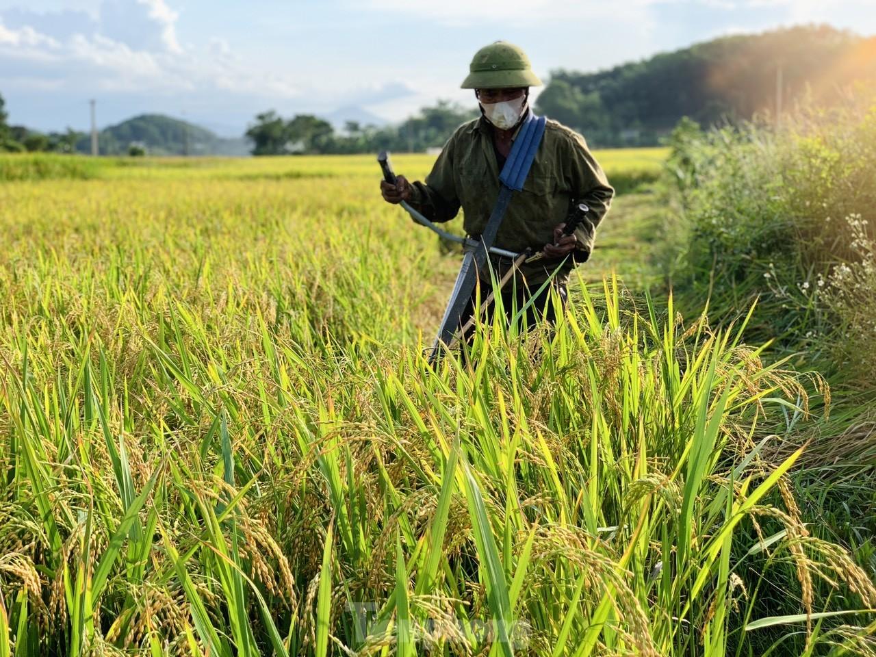 Lo ngại cơn bão số 3, nông dân hối hả gặt dù lúa chín chưa tới- Ảnh 2.