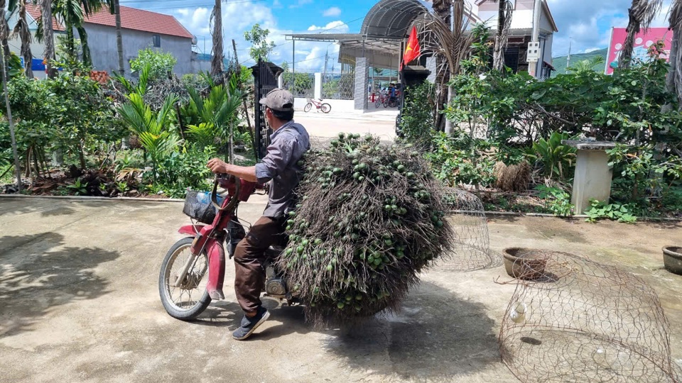 Thương lái thu mua cau tận vườn.