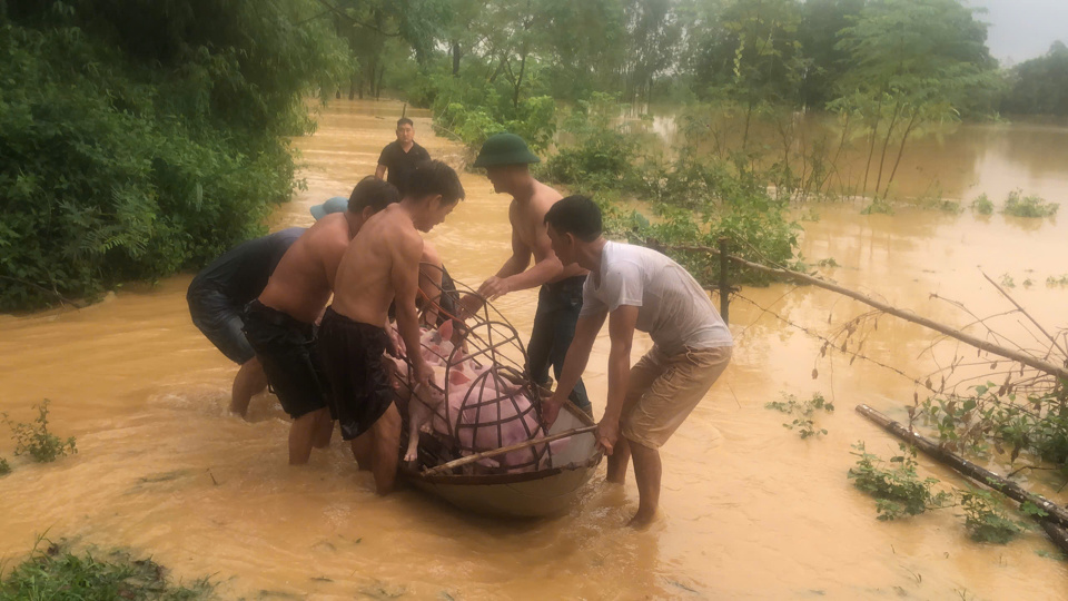 Người dân Vĩnh Phúc di chuyển bảo vệ đàn gia súc ra khỏi vùng ngập lụt đến nơi an toàn. Ảnh: Lương Giang. 