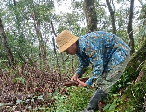 Lắp bẫy chông chống trộm cho quốc bảo sâm Ngọc Linh
