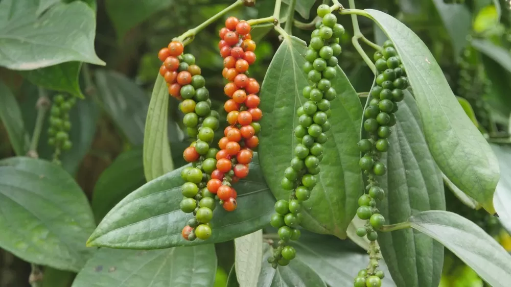 Dự báo giá tiêu ngày mai 7/10/2024: Liệu