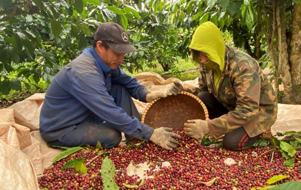 Đắk Nông chỉ đáp ứng được khoảng 47% nguồn lao động thu hoạch cà phê, số nhân công còn lại phải thuê từ các tỉnh khác.