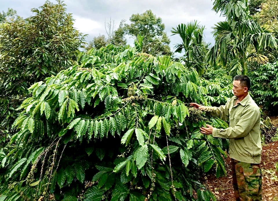 Ông Hồ Văn Hoan chăm sóc theo hướng hữu cơ để nâng cao chất lượng và giá trị cà phê.