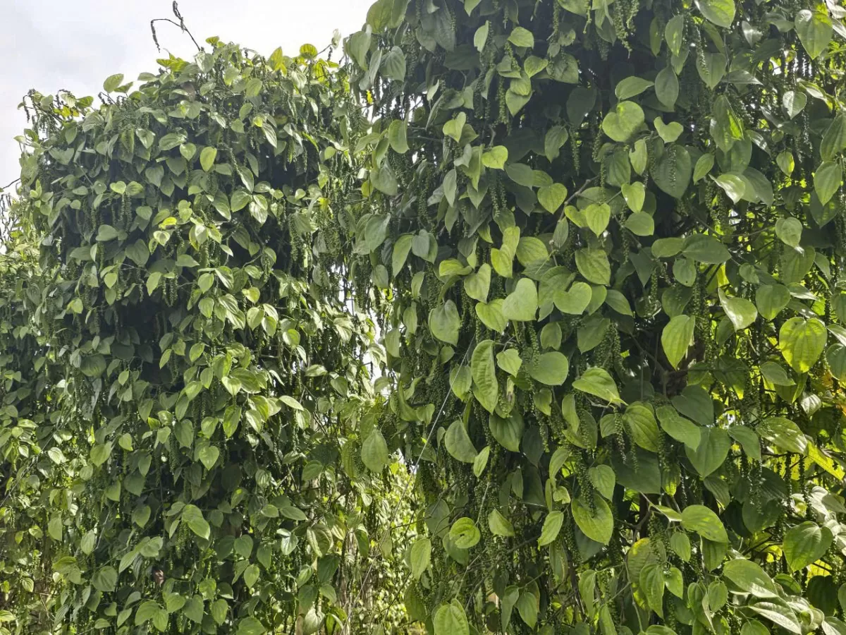 Dự báo giá tiêu ngày mai 2/12/2024 Dự báo giá tiêu ngày mai 2/12/2024