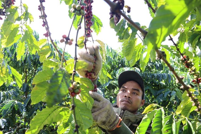 Giá cà phê tăng gấp đôi, nông dân vẫn chưa trọn niềm vui