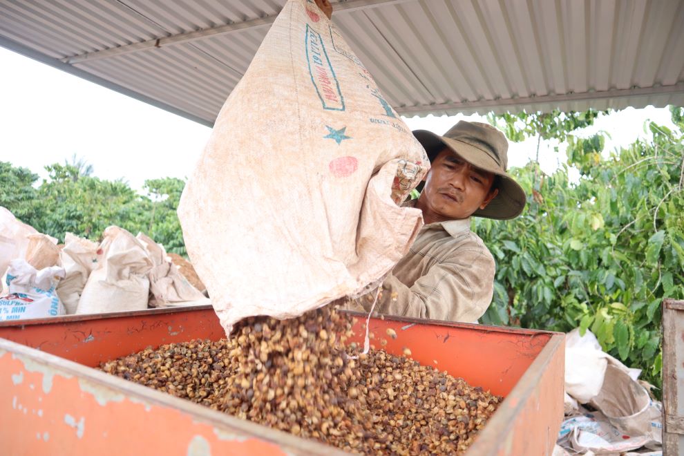 Năm nay, cà phê bị mất mùa do ảnh hưởng của hạn hán. Ảnh: Thanh Quỳnh