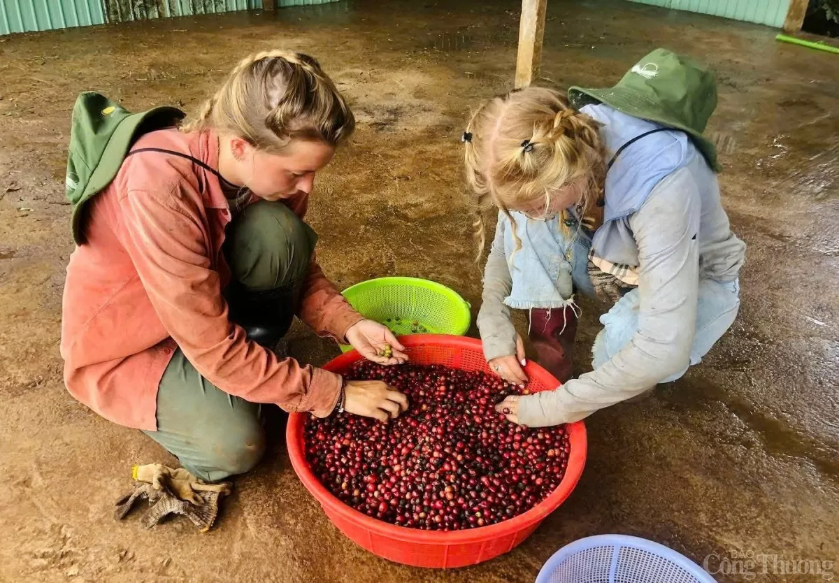 Khách du lịch quốc tế trải nghiệm hái cà phê tại Nông trại Moon’s Coffee Farm, TP. Pleiku, tỉnh Gia Lai Khách du lịch quốc tế trải nghiệm hái cà phê tại Nông trại Moon’s Coffee Farm, TP. Pleiku, tỉnh Gia Lai