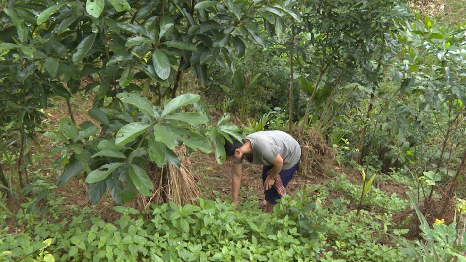 Phong trào trồng quế phát triển mạnh ở xã Long Môn (huyện Minh Long).