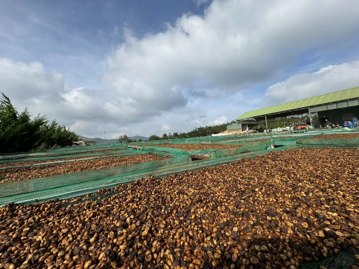 Giá cà phê hôm nay 20/12/2024: Giá cà phê trong nước Giá cà phê hôm nay 20/12/2024: Giá cà phê trong nước