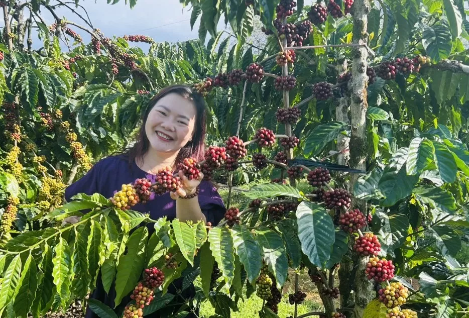 Giá cà phê hôm nay 20/12/2024: Giá cà phê trong nước Giá cà phê hôm nay 20/12/2024: Giá cà phê trong nước