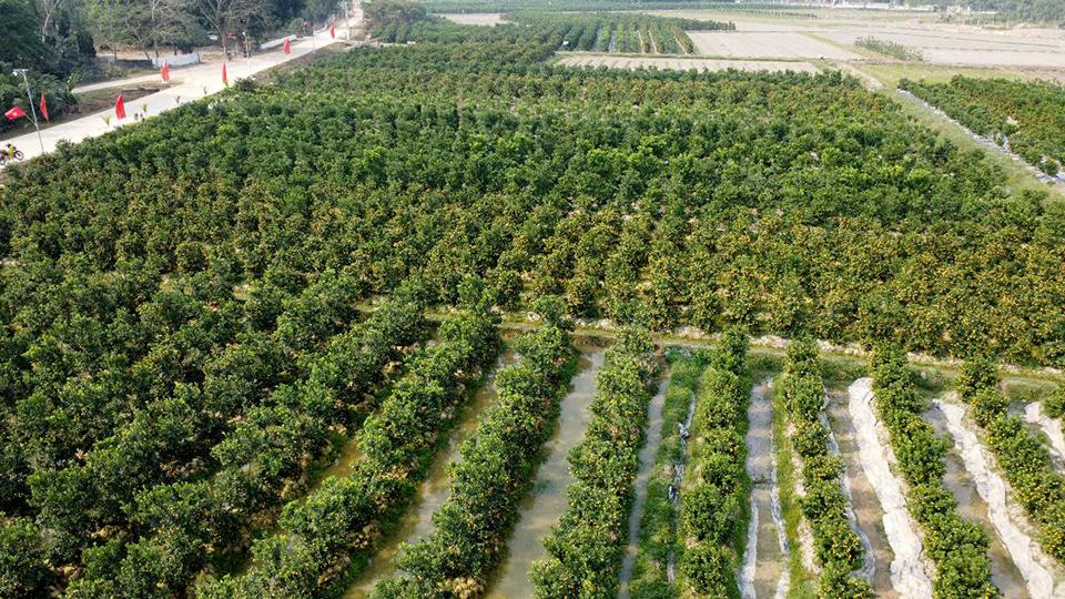 Những cây quất đến từ