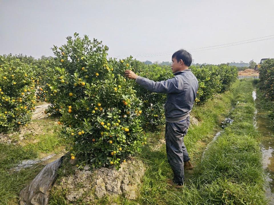 Người dân tất bật hoàn thành những công đoạn cuối cùng trước khi đưa quất ra thị trường.
