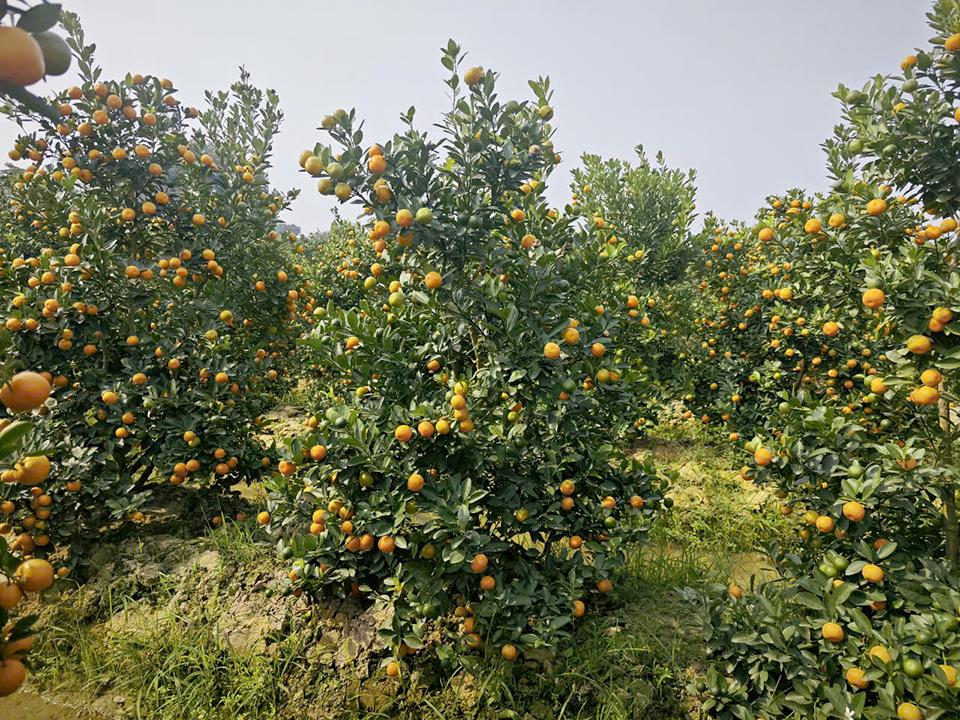 Dù còn hơn một tháng mới đến Tết, nhưng quất tại Thanh Hoá đã cháy hàng.