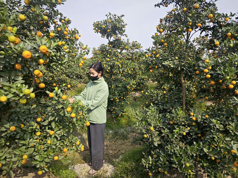 Gia đình một nông dân ở xã Hợp Lý đang chăm sóc những cây quất.